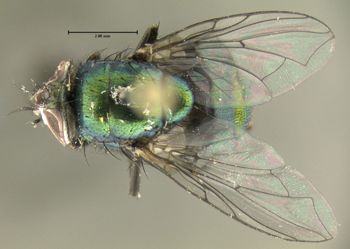 Media type: image;   Entomology 613610 Aspect: habitus dorsal view